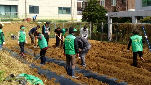우만1동 새마을협의회 감자심기.jpg